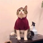 Avatar de Cristian Velázquez